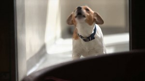 9.5K views · 157 reactions |  In tonight's episode of Dog Rescuers, you'll see Jack Russell Radley's 'tail', following his rescue from a one bedroom flat along with 37 other dogs. Watch his progress with the incredible team at RSPCA Millbrook tonight on Channel 5 at 8pm. | RSPCA (England & Wales) | Facebook