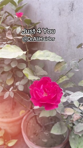 Ic phool sy b zyda khubsurat dil h apka Allah apko hamesha humary sir py salamat reakhy I love you alot 👩‍❤️‍👨#fyp #viral #marriedlife #fatimadiary512