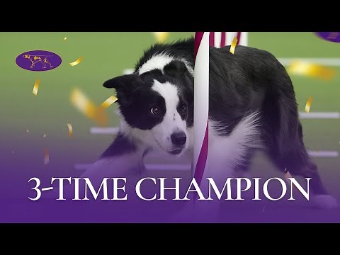Back-to-Back Wins for Pink the Border Collie at the 2019 WKC Masters Agility Competition
