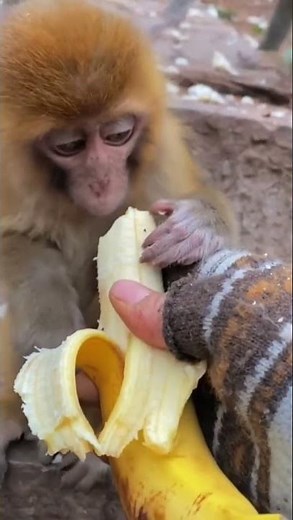 Poor BB monkey Starving to death, Looks sick and freezing. #babymonkeys #monkey #monkeylifestyle