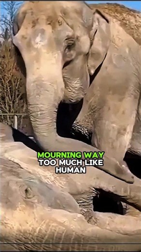 These Animals Mourn Their Dead Like Us #animalfacts #emotional #wildlife