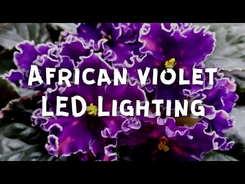 African Violet LED Lighting