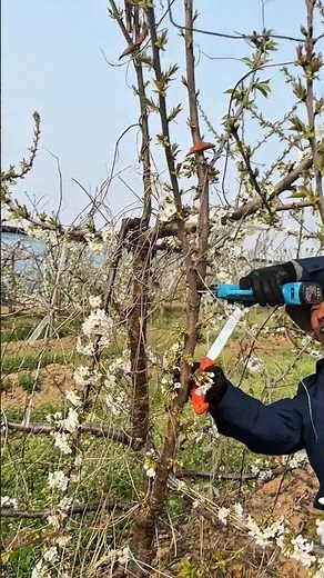 How to Prune Cherry Trees for Maximum Fruit Production 🍒#satisfying #pruning #shorts