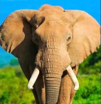 Elephant Trumpeting 🐘 🔊