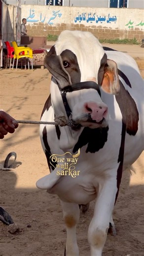 cuteness overload || maweshi mandi #cow #animals #cattlefarm
