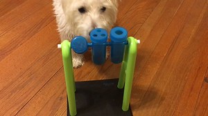 Watch Train 'paw' trick before introducing Trixie toy on Amazon Live