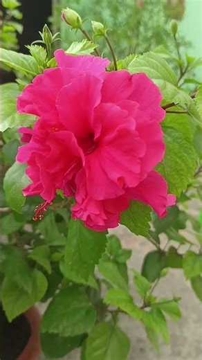 hibiscus in pot /hibiscus plant 🌺🌺#gardening #garden #satisfying