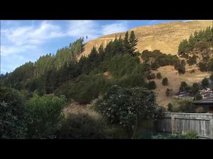 Karearea NZ native falcon call