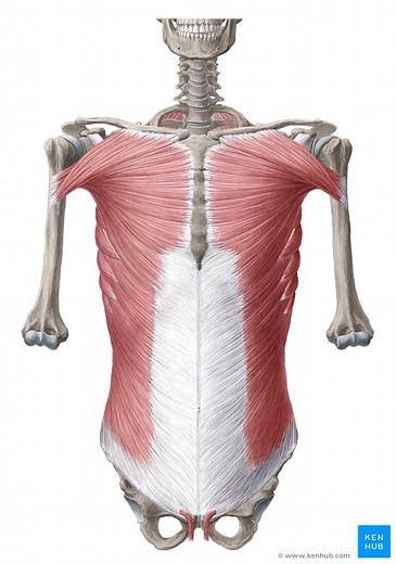 Regions of the abdomen