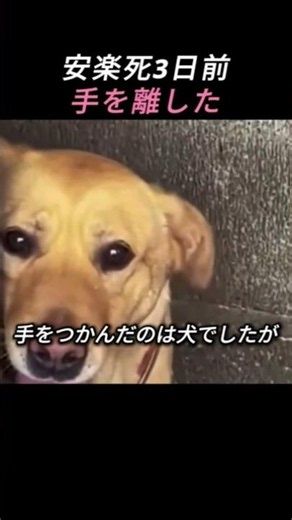 安楽死3日前、犬が記者の手をつかんだ