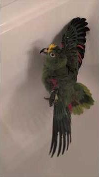 Freedom the Parrot Exuberant in Bird Bath, Molting & Growing Feather Information! Oviedo, Florida