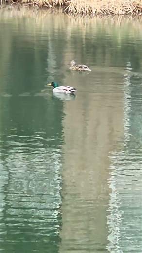 #shorts#shortfeed#youtube#birds#youtubeshorts#youtubevideos#video#yt#trending#love#🦢🦢🤩