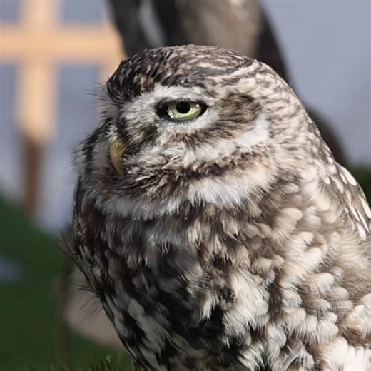 The island of Ireland in autumn just hits different🍂🧡 Think golden forests, misty hills and cosy fires that make you want to stay a while. It is the perfect time for a trip as you explore places that feel straight out of a legend and lean into the magic of the season. When Halloween rolls around, there is no better place to be than the home of Halloween right here in Ireland, where a little mischief is always part of the fun. 👻 Ready to feel the magic for yourself? Start planning your autumn 