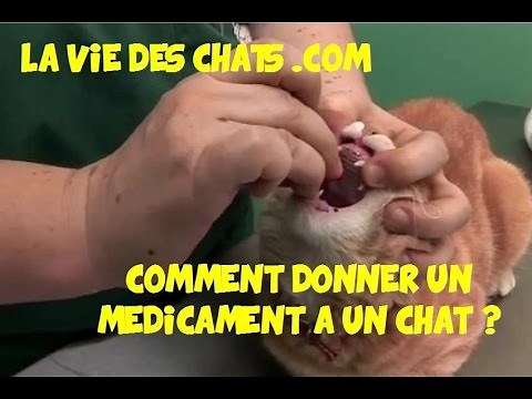 Here's how to give medicine to a cat