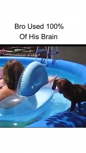 Look at this smart lil troublemaker 😏💕 #prettypaws #funnydogvideos #fypreelsシ゚viralシ #dogoffacebook Kindly DM us for the removal or credit | PrettyPaws