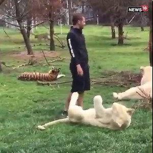 9.3M views · 1.1K reactions | Dramatic moment: A zookeeper is saved from a charging leopard when a tiger comes to the rescue. #tiger #zookeeper #leopard #rescue #animals #wildanimals | News18 | Facebook