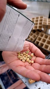 I Norge er ikke sesongen for planting lang, derfor kan det være lurt å starte tidlig 🌱 Her er hvordan du kan komme i gang helt enkelt | Jula