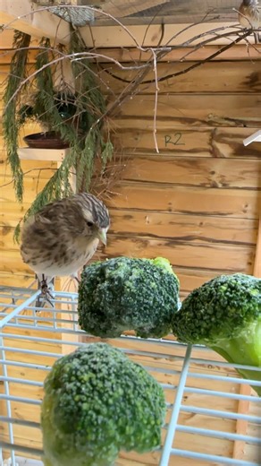 18K views · 387 reactions | Twites having a good feed broccoli 復 | OC Aviary | Facebook