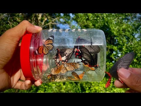 Let’s Catch Butterfly! I Got A Lot Of Butterfly And Dragonfly