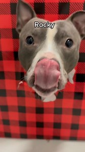 18K views · 404 reactions | Our pups heard about the wrapping paper...