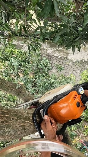 74K views · 707 reactions | Small branches, but problem 藍藍. | Yulianto | Facebook