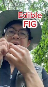 Hauili, Hawili, Auili, Labnog, Septic fig, figs, or white-veined fig | Ethan Hernandez