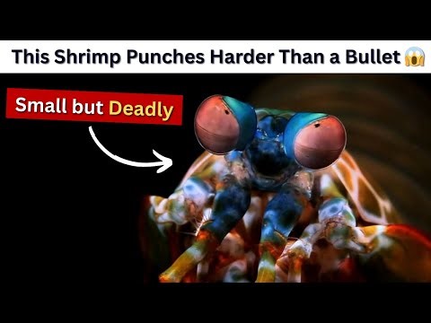 50 Amazing Facts About Mantis Shrimps | Nature’s Deadliest Boxer