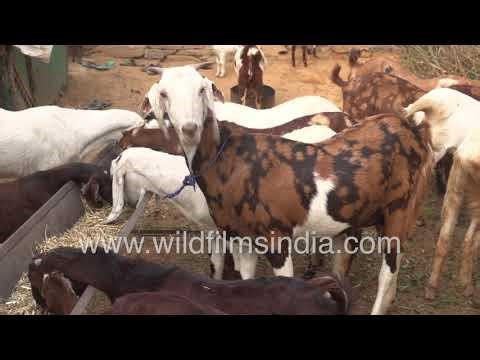Goats feeding in organized row at Jay Maa Bhawani farm enclosure