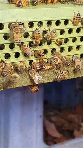 The bees have returned from pollination.🌼🐝 #honeybeesting