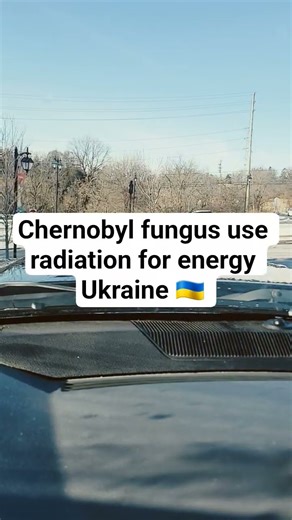 chernobyl fungus melanin, Ukraine nuclear power reactor | ionizing radiation to energy | Creator