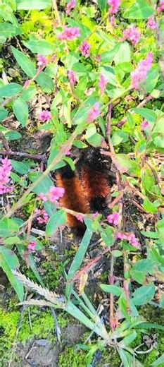 Woolly Bear caterpillar friends will overwinter & eclose in the spring to a Isabella Tiger Moth.