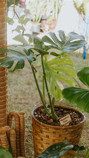 I got a microphone!!! I've had like 2-3 in the past and they were all garbage 😒 but now, I have a one that actually works well, and I'm so excited to step up my content game!! If you have any more plant care or video requests, comment down below!! #groovygrowing #plantcare #houseplants #plantshop #swfl #swflplants | Groovy Growing