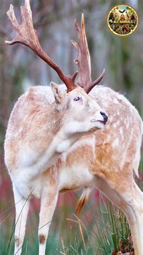 The Most Beautiful Deer Ever Caught on Camera 🦌😲#short #shortvideo #viral #viralvideo #funny #video