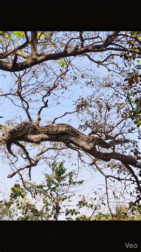 the rock python snake in tree #snake #saamp #wildlife