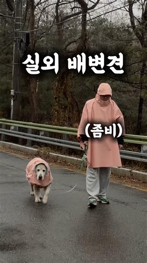 Dog pooping outside on a rainy day #retriever #puppy #retreiver