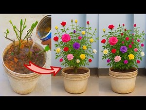 Grow MULTICOLOR Roses From One SINGLE Pot Easily! 99% Success Rate