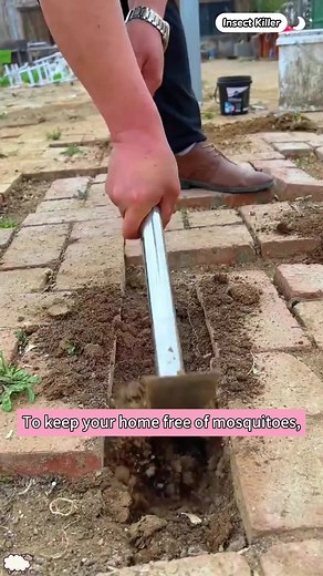 Pyrethrum Seeds: Cold-Resistant and Pests-Free Gardening Solution