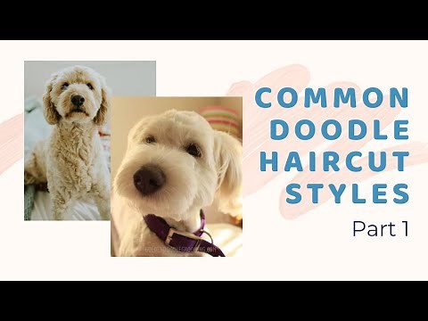 Common Doodle Haircuts Part 1 - Styles for Goldendoodles, Labradoodles, Aussiedoodles & Bernedoodles