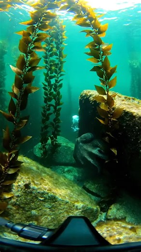 A massive Pacific octopus emerges from its rocky den and curiously investigates a diver exploring the kelp forest. The intelligent cephalopod's color-changing abilities and graceful movements create an unforgettable close encounter.