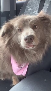 292K views · 25K reactions | Not to brag, but we’re pretty confident this is the best sticker on the planet. Get a free "tell your dog i said hi" sticker with every order through December 1st: www.weratedogs.com/?utm_source=facebook&utm_medium=social&utm_campaign=black-friday-sale | We Rate Dogs | Facebook