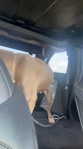 UPDATE - Dog is safe. Jamie Hester and others went and along with officials got the dog safely. 🚨 BREAKING – BONE-THIN & IGNORED IN BEAUMONT🚨 #dog #animalcruelty #animalcrueltyawareness #animalwelfare #animalrights #animaladvocate #JusticeForTheVoiceless #BeaumontTX https://www.facebook.com/1569019043/videos/pcb.10236856466462653/3904450029869892 🚨 DISCLAIMER: I do not own the rights to this video. All credit belongs to the original source. This content is being shared for public interest, ne