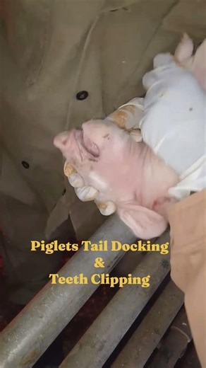 🐷 Piglets Teeth & Tail Cutting #asmr #animals #pig #castration #pigfeed #farming #viral #shorts #yt