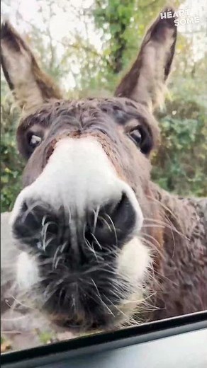 Whimsical Donkey Encounter | Heartwarming Interaction with Woman!