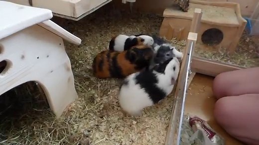 20 Fun Facts About Guinea Pigs