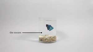 32K views · 196 reactions | What exactly is ocean acidification and why is it turning the sea into seltzer?? We explain with a lil help from a Lil Dipper the betta fish. | Grist.org | Facebook
