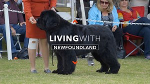 I'm a Newfoundland dog owner and here's what I wish I knew