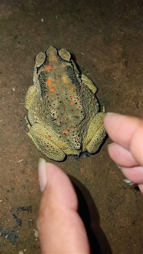 funny funny toads 🐸😁🤣