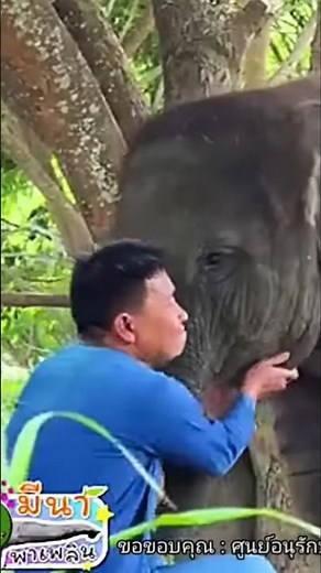 Little Mina is flirting with Uncle Tanthi and P'Ek. So cute! 🥰🐘❤️ #LittleMina #Mina #elephant