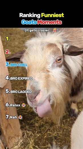 Ranking the Funniest Goat Moments 🐐😂 (Wait for #1)