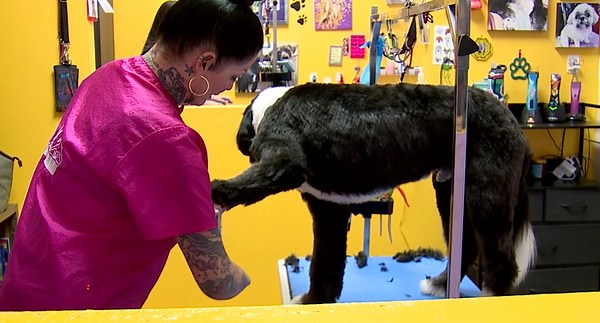 New Colorado rules for pet care businesses concern small groomers